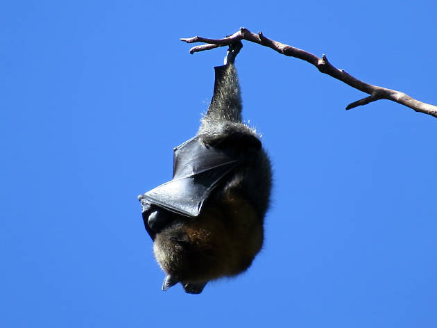 bat watching bat watching