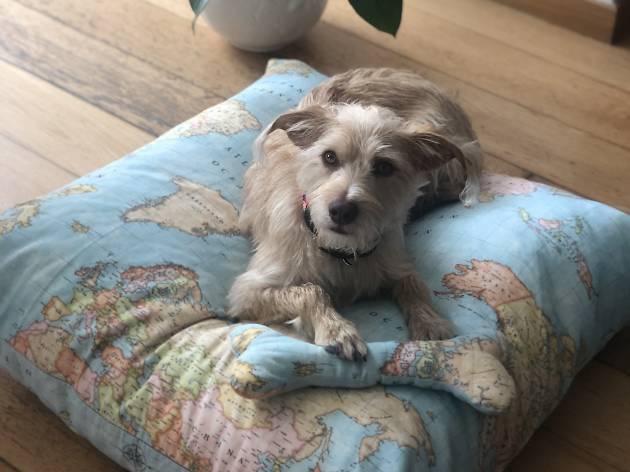 animais de estimação pet friendly