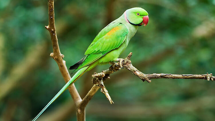 Why are there parakeets in London?