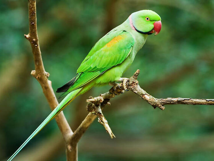 Why are there parakeets in London?