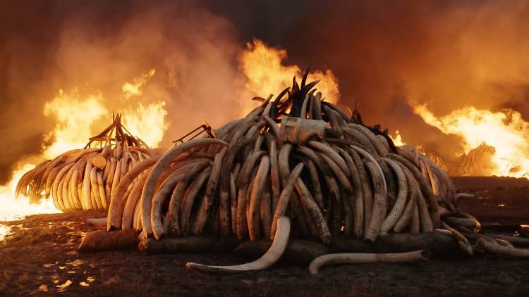 Antropoceno. La era humana