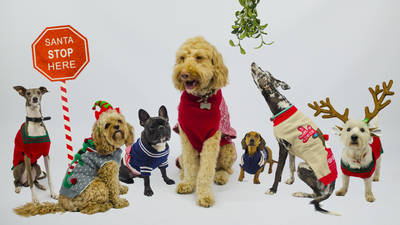 Doggy Christmas Jumper Day