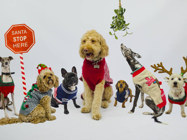 dog christmas jumpers