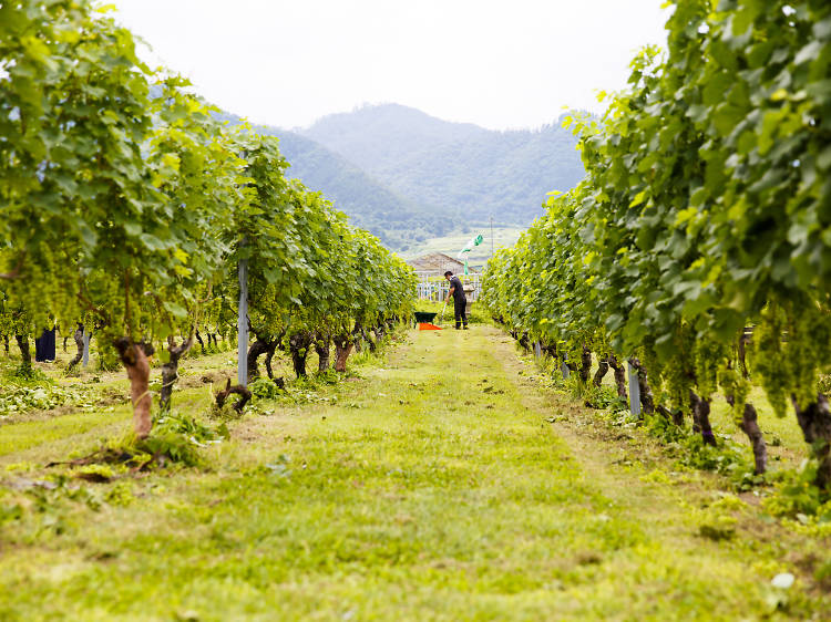 Breweries, wineries and distilleries worth a day trip from Tokyo