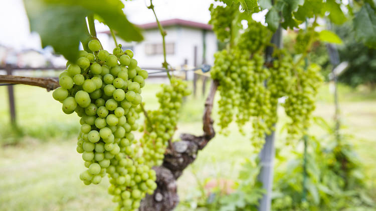 Château Mercian Katsunuma Winery