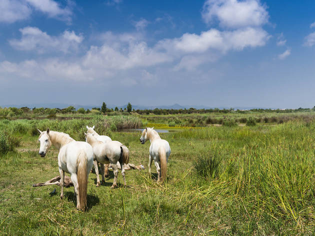 Cavalls al delta del Llobregat Cavalls al delta del Llobregat