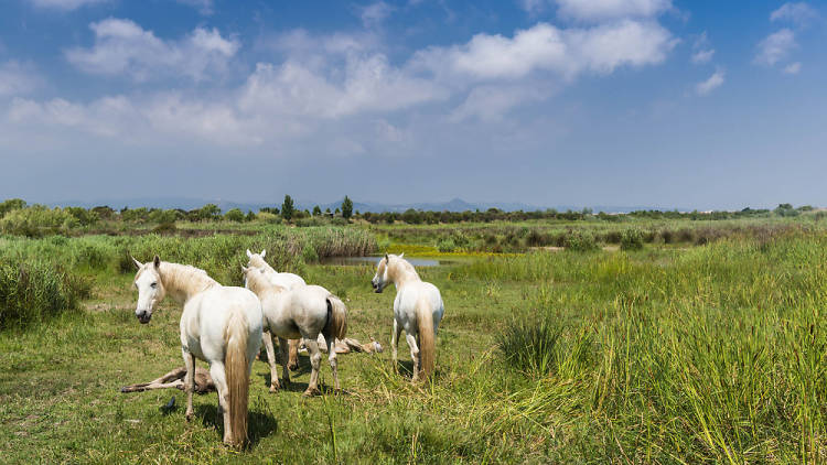 Cavalls al delta del Llobregat