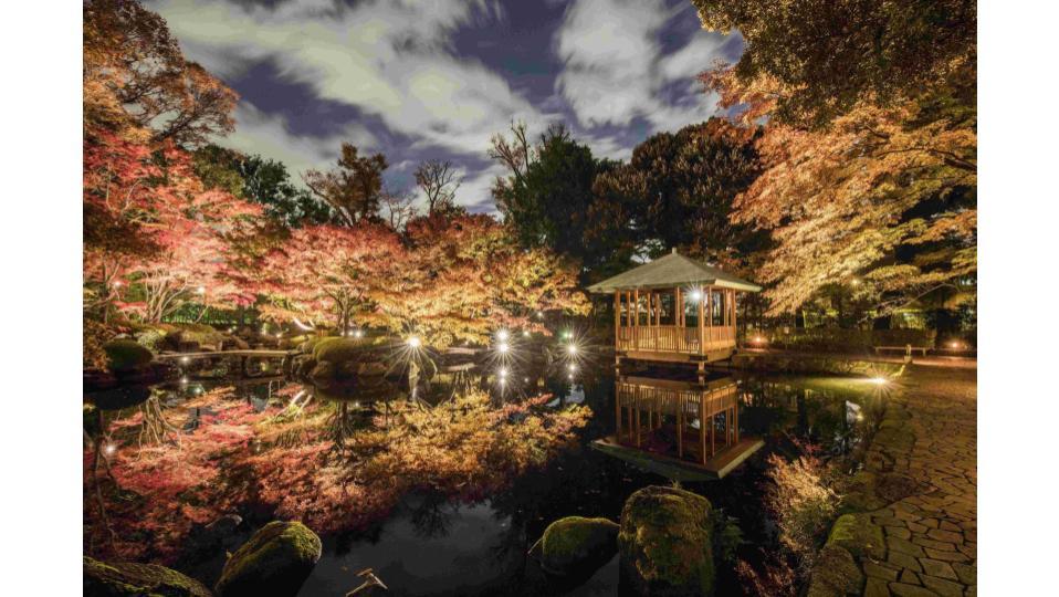 大田黒公園 紅葉ライトアップ