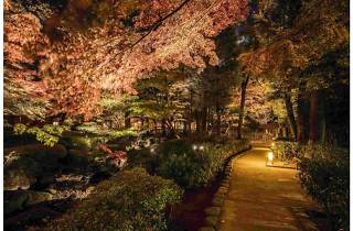 大田黒公園 紅葉ライトアップ