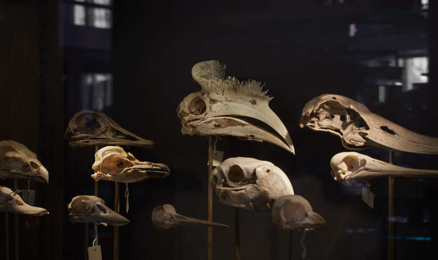 This beloved London zoology museum is reopening