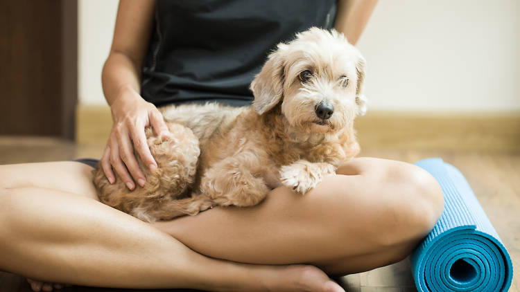 Yoga Dog Day