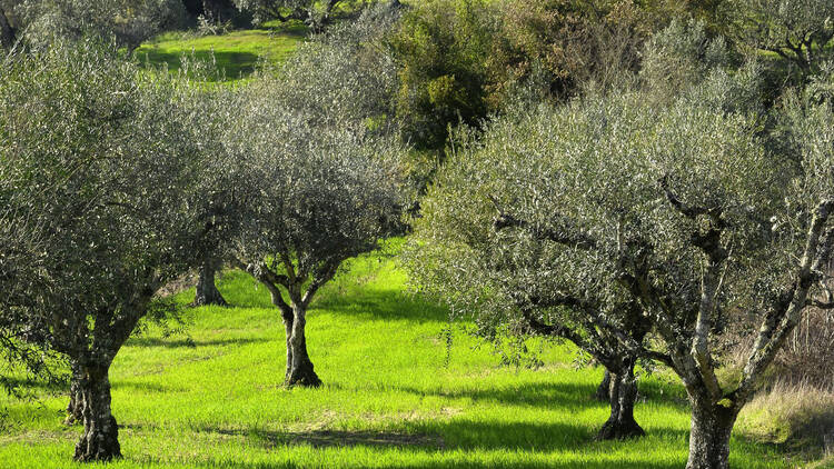 Sightsee Starigrad Plain