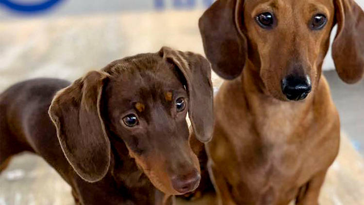 Dachshunds and Daquiries at the Ascot Lot