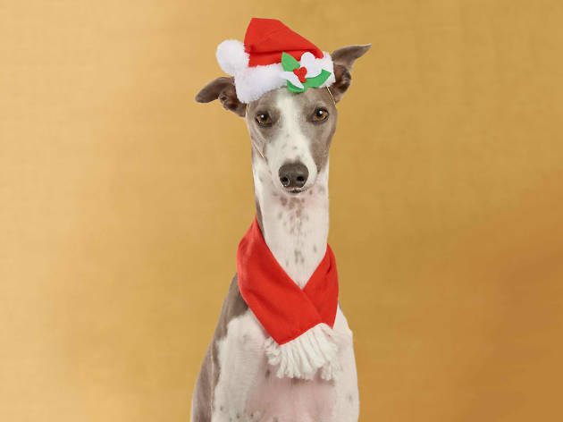 Dog Photog Sydney Xmas Dog Photog Sydney Xmas