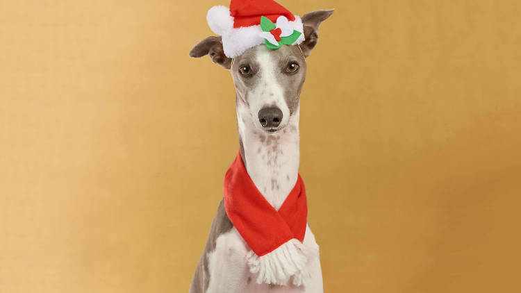 A dog wearing a Santa hat and scarf.