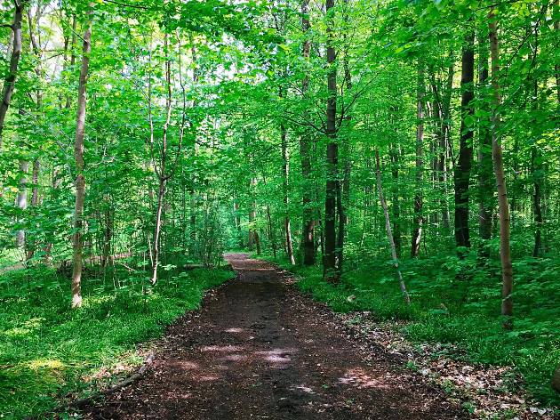 Frankfurt City Forest A wooded path in Frankfurt City Forest