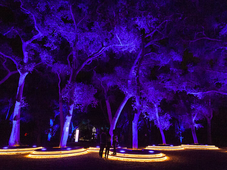 Enchanted: Forest of Light