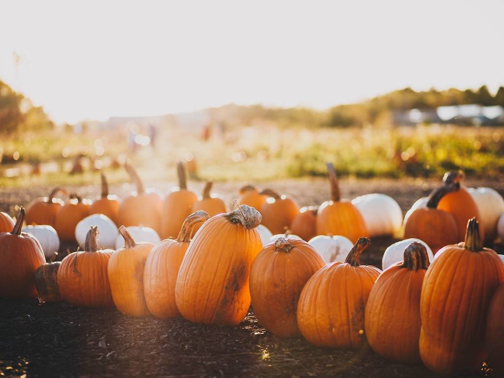 Find Your Perfect Pumpkin Patch in Miami This Fall 2023