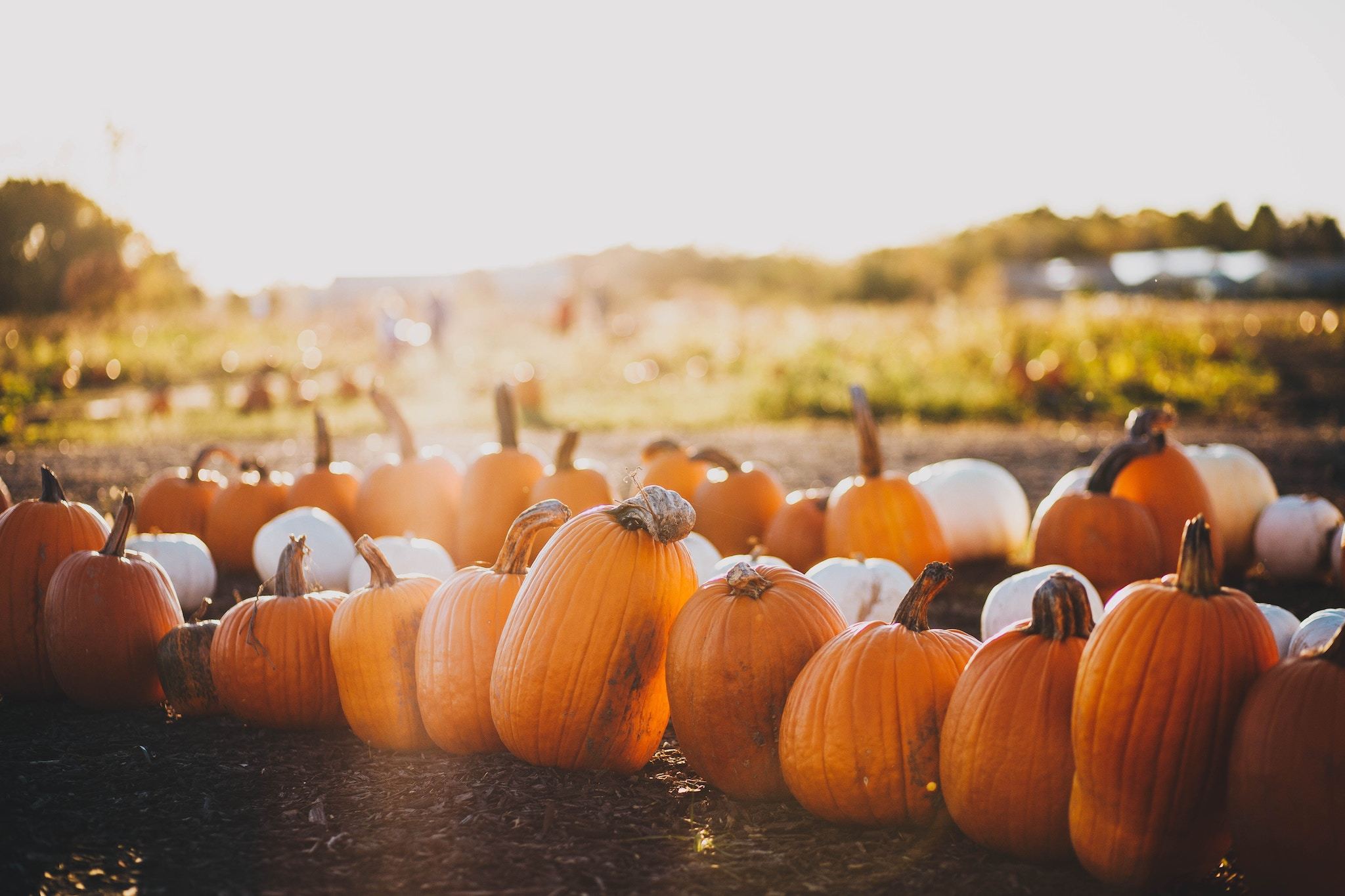 Download Pumpkin Patch Miami Dade