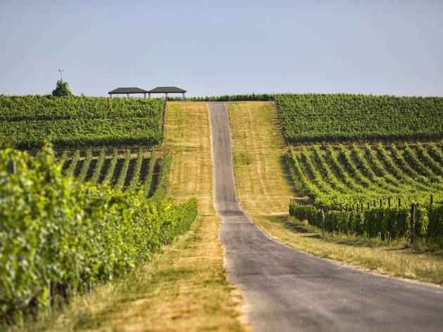 Ilok Ilok, wineyard, vinograd, Slavonia, Slavonija, wine, vino