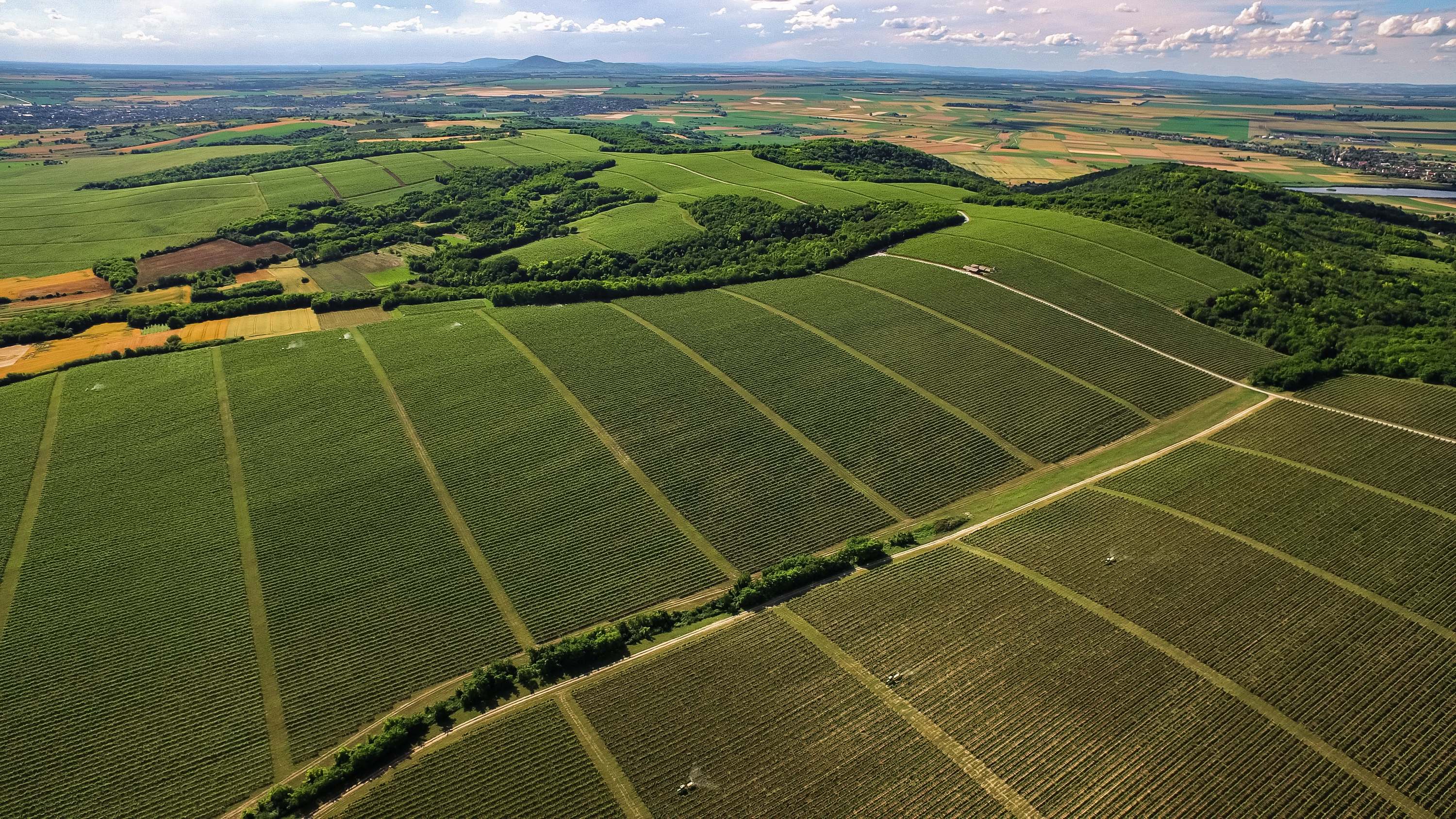 Kneževi wineyards