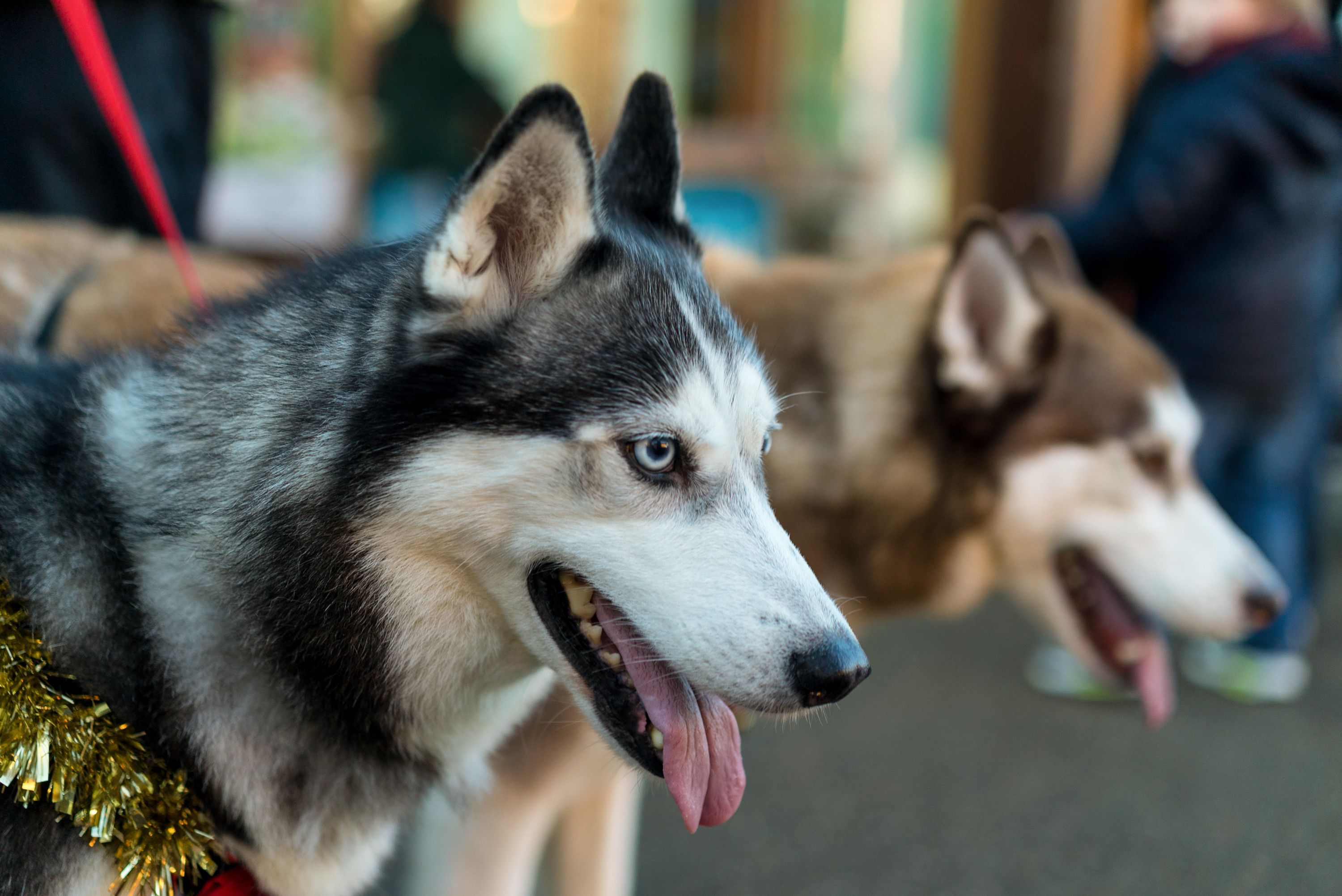 Husky Rides at WWT London Wetland Centre | Things to do in London