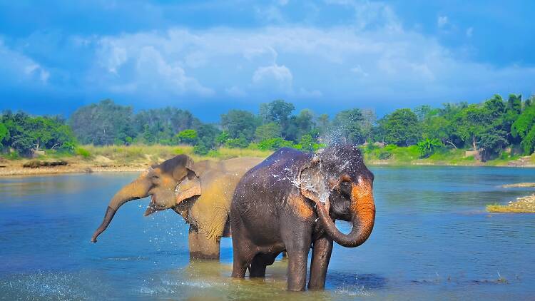 Parque Nacional de Chitwan, Nepal