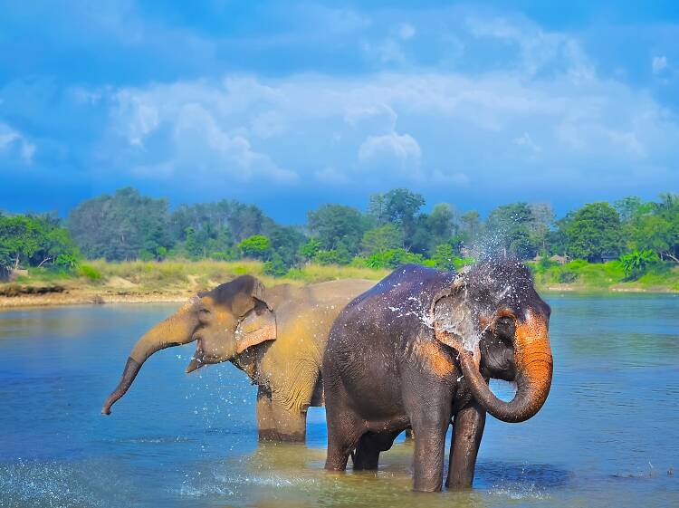 Parque Nacional de Chitwan, Nepal