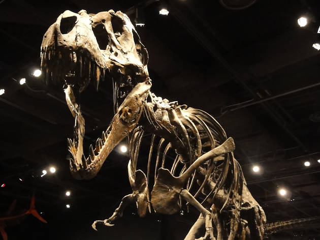 A dinosaur exhibit at Orlando Science Center