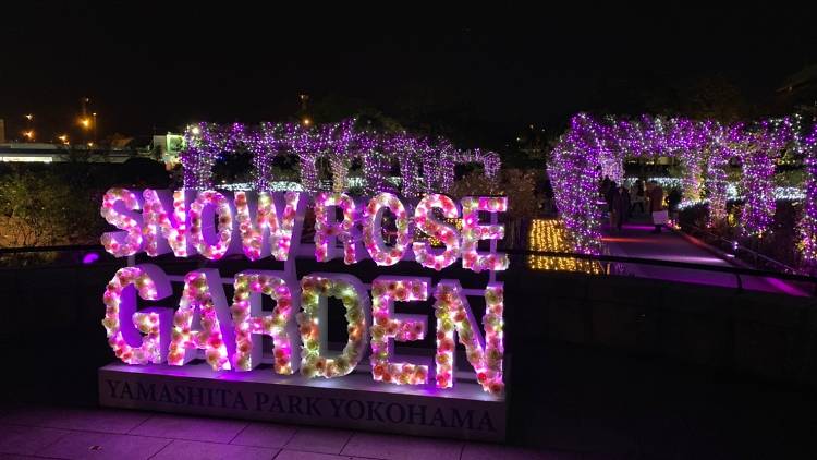 Snow Rose Garden