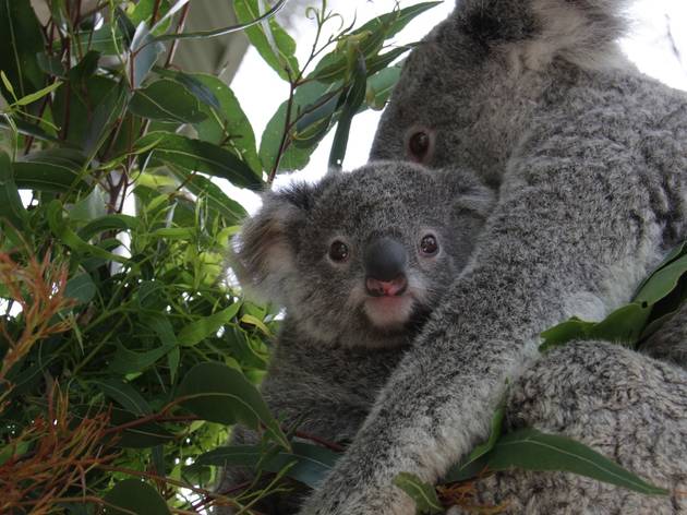 Taronga Zoo koala joeys Taronga Zoo koala joeys