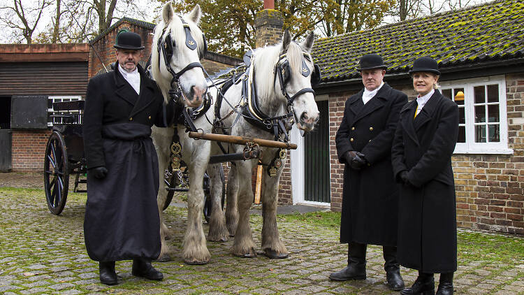 The last working shire horses