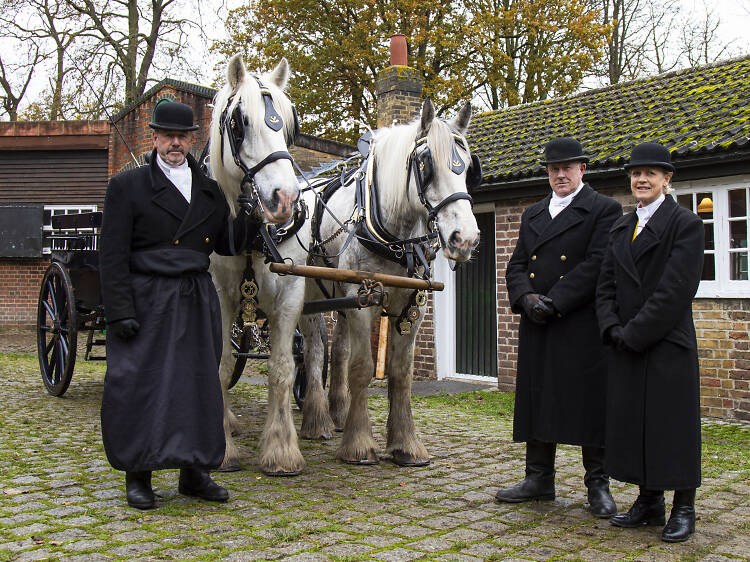 The last working shire horses