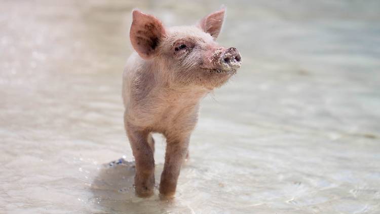 Pig Pardoning Ceremony