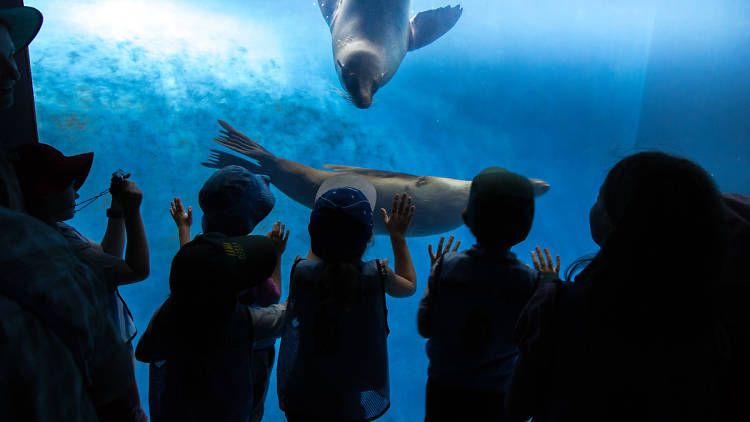 Kids look at seals at the Zoo