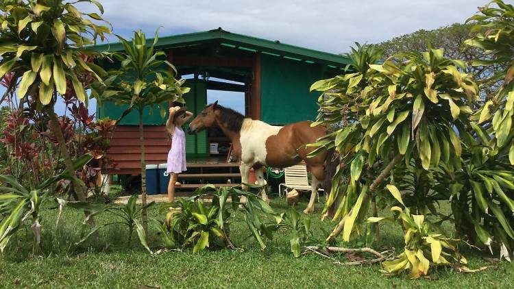 The nature retreat in Pāpa‘aloa