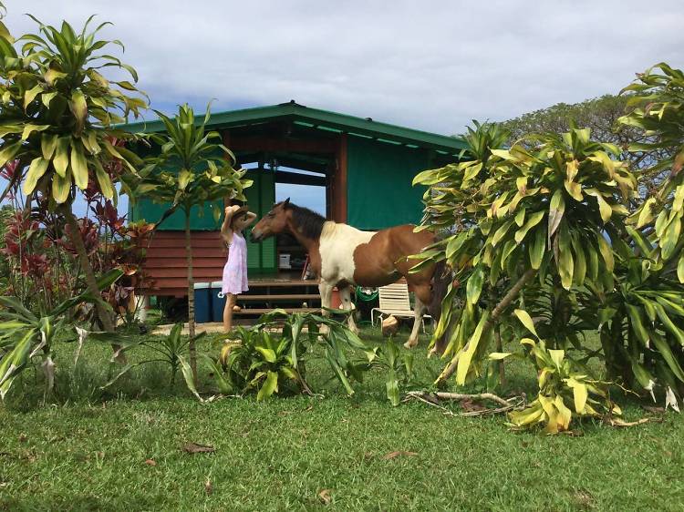 The nature retreat in Pāpa‘aloa