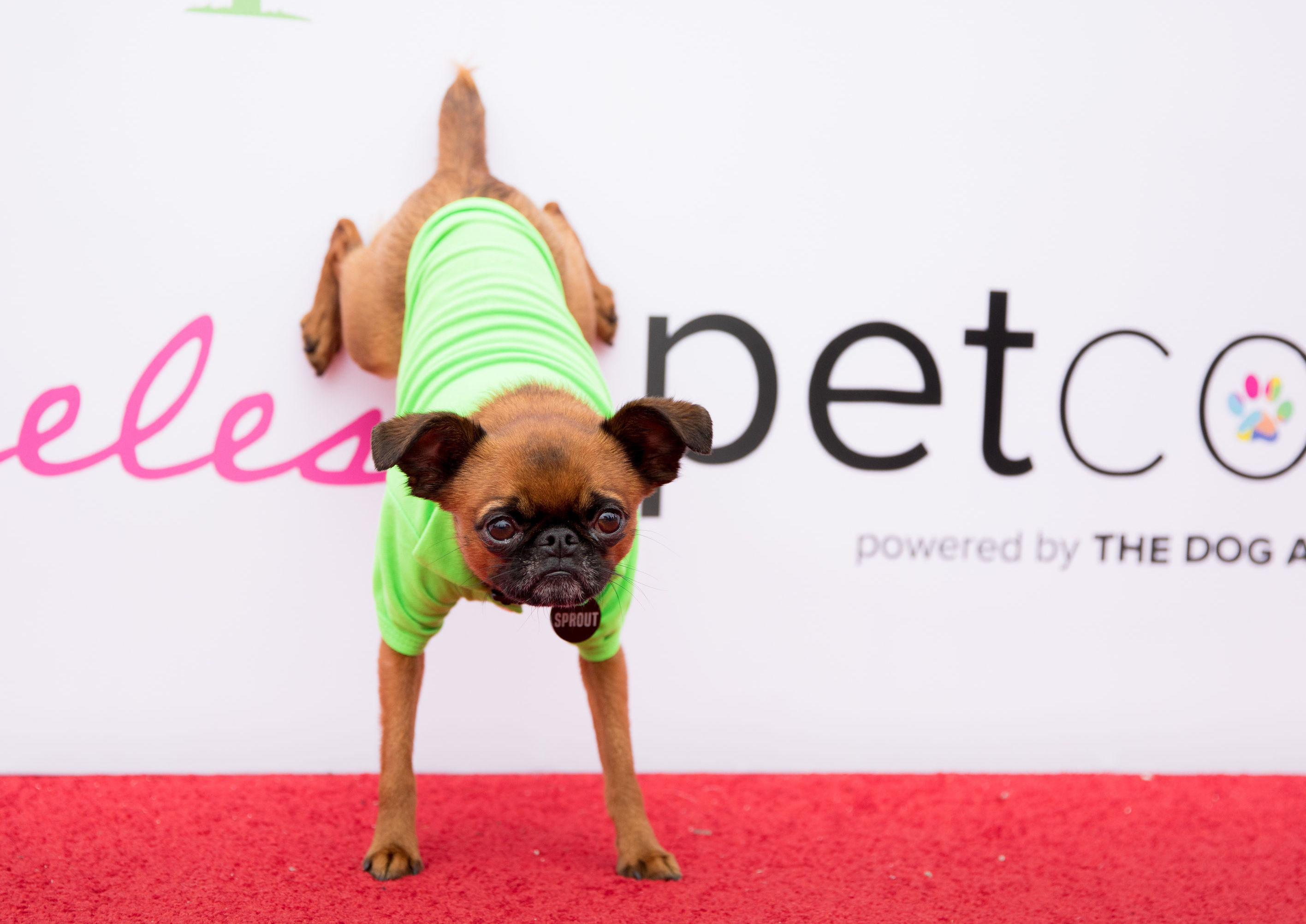 Petcon Things to do in New York Kids