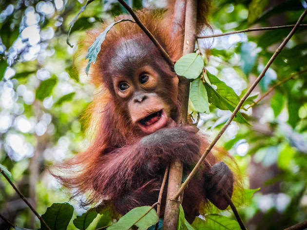 Borneo Borneo