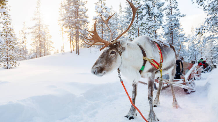 Finland, reindeer 