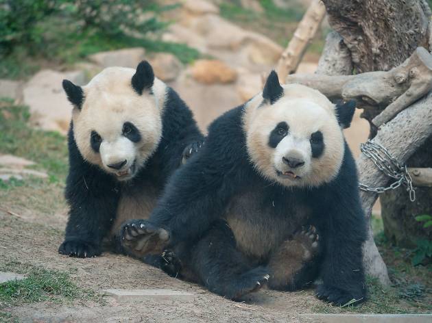 Macao Giant Panda Pavilion Macao Giant Panda Pavilion