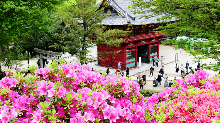 Azalea garden at Nezu Shrine