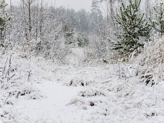 Snow winter Snow winter