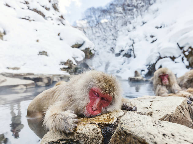 Shiga Kogen Jigokudani Monkey Shiga Kogen Jigokudani Monkey