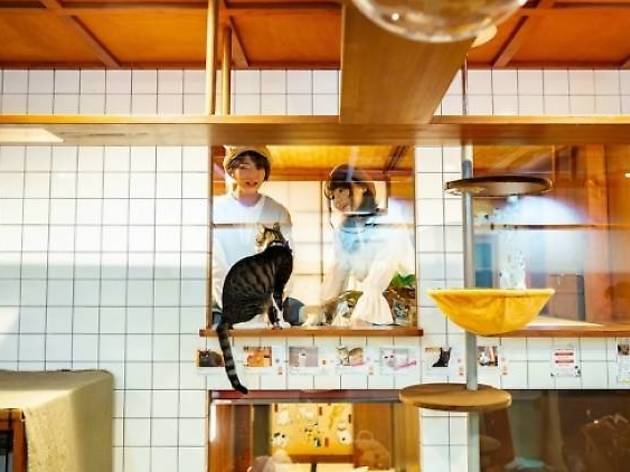 猫を眺めながら眠れるホテルが大阪にオープン 猫を眺めながら眠れるホテルが大阪にオープン