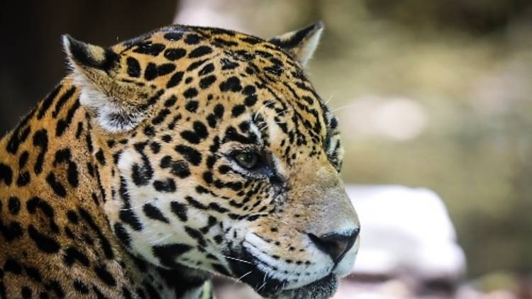 Safari Nocturno (Africam Safari)