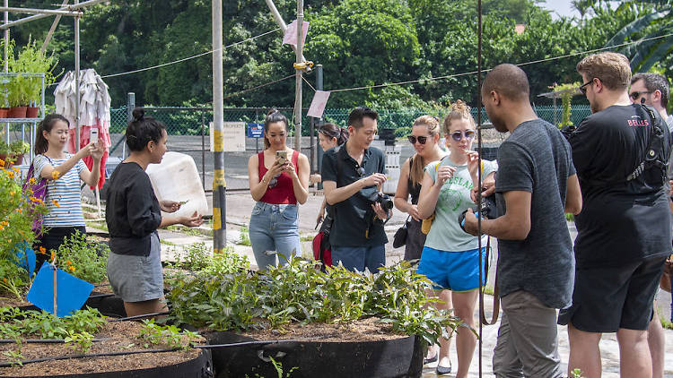 Edible Garden City