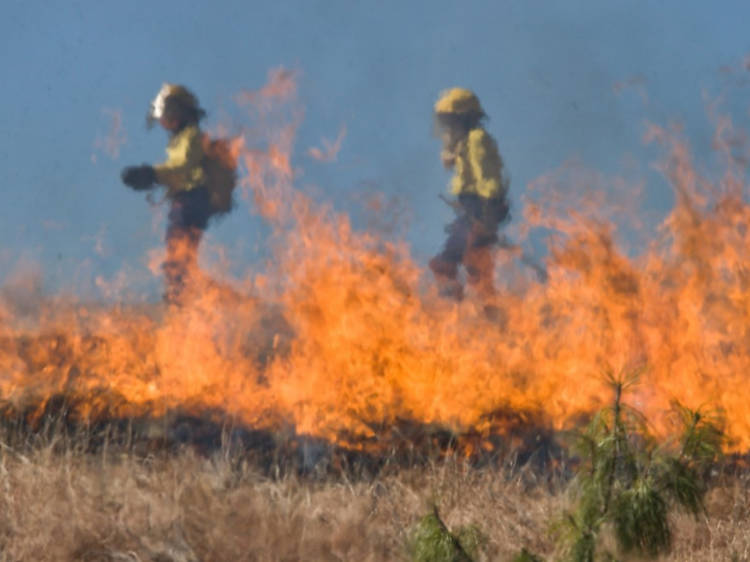 Bushfire crisis pic