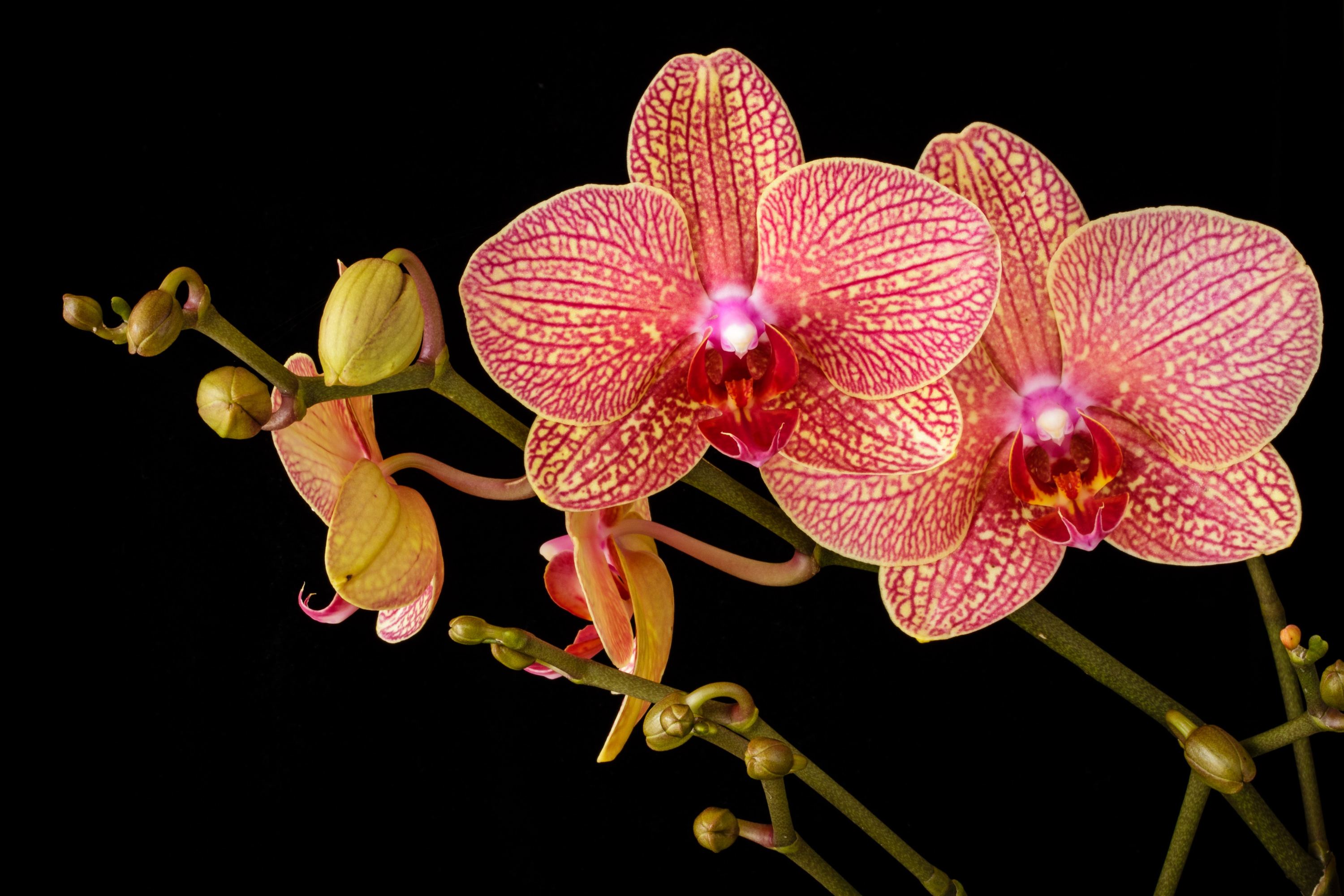 Chicago Botanic Garden Orchid Show