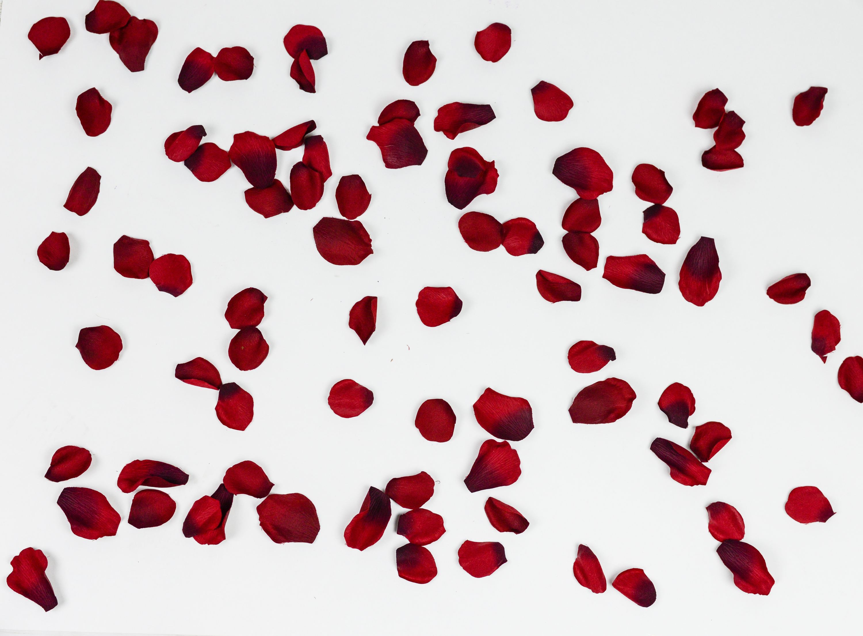 LUXE, Falling Rose Petals Photo Overlays